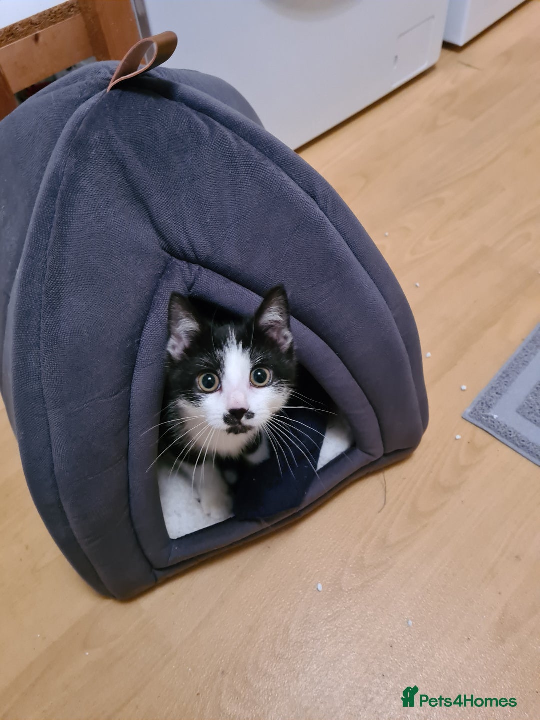 Mixed Breed cats for sale: Adorable Bonzo needs a loving home - Image 7