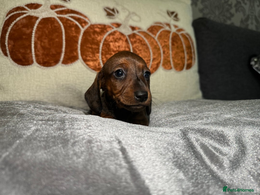 Miniature Dachshund dogs for sale: Miniature Dachshund Puppies 🐾 - Image 14