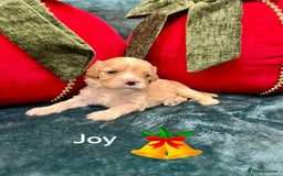 Cavapoo dogs for sale: ✨Beautiful Toy Cavapoo Puppies KC Reg parents✨ - Advert 6