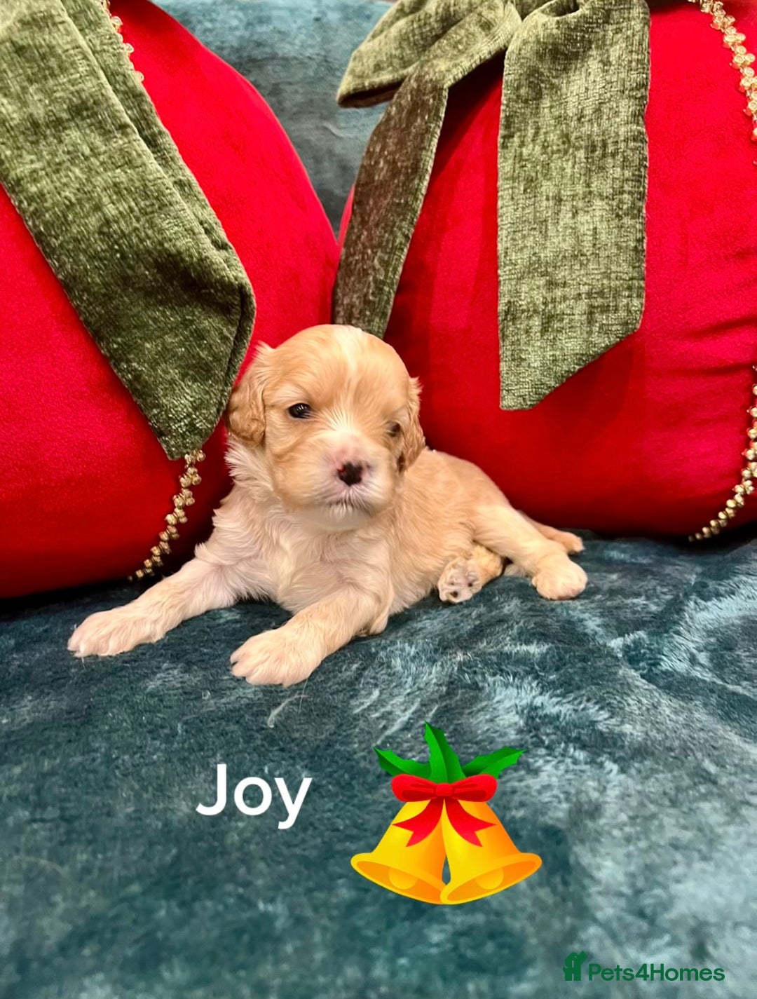 Cavapoo dogs for sale: ✨Beautiful Toy Cavapoo Puppies KC Reg parents✨ - Advert 6