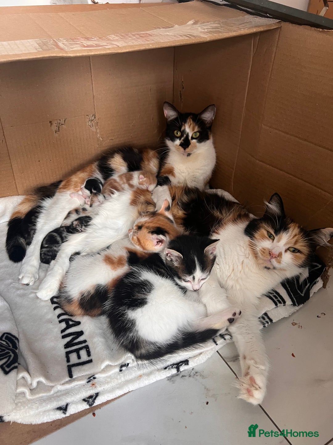 Mixed Breed cats for sale: Taby kitten available now or on  **   - Advert 19