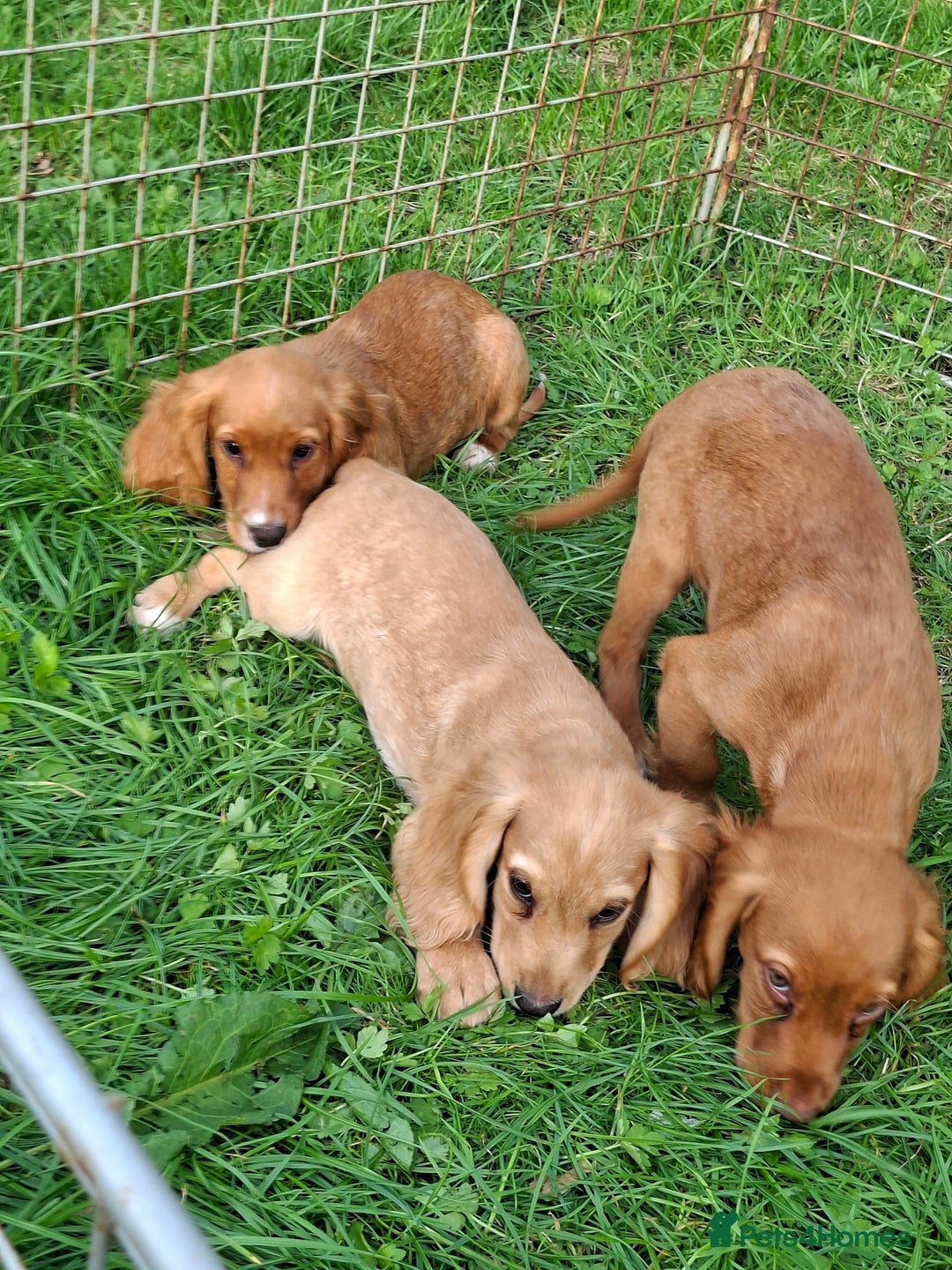Cocker Spaniel dogs for sale: Working type cocker spaniel boys - Image 34
