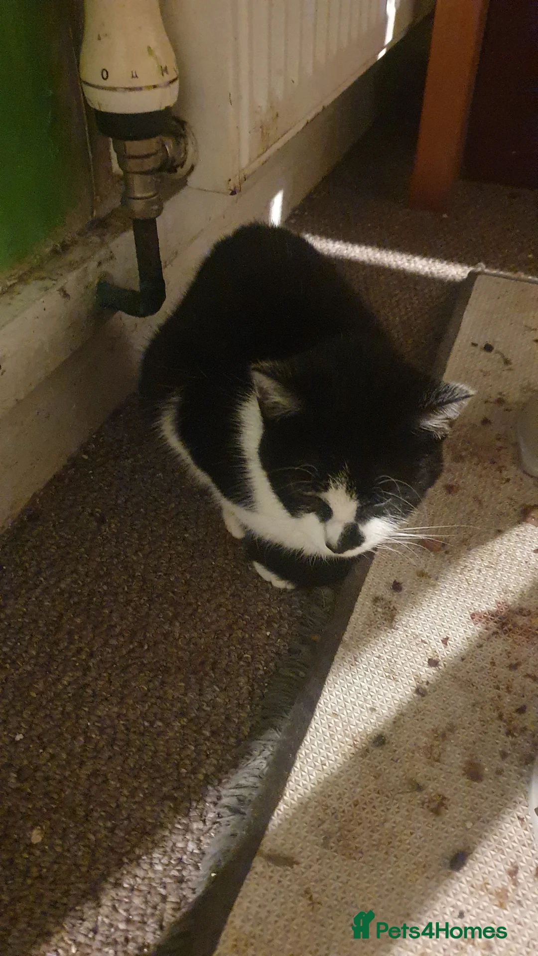 European cats for sale: Male and female  kittens   in Birmingham - Advert 2