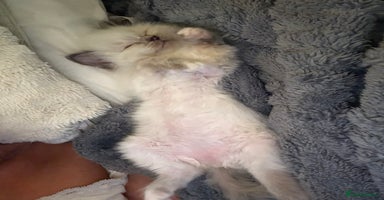 Ragdoll cats Purebred ragdoll - Advert 6