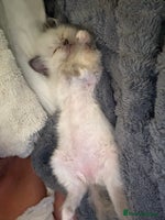 Ragdoll cats Purebred ragdoll - Advert 2