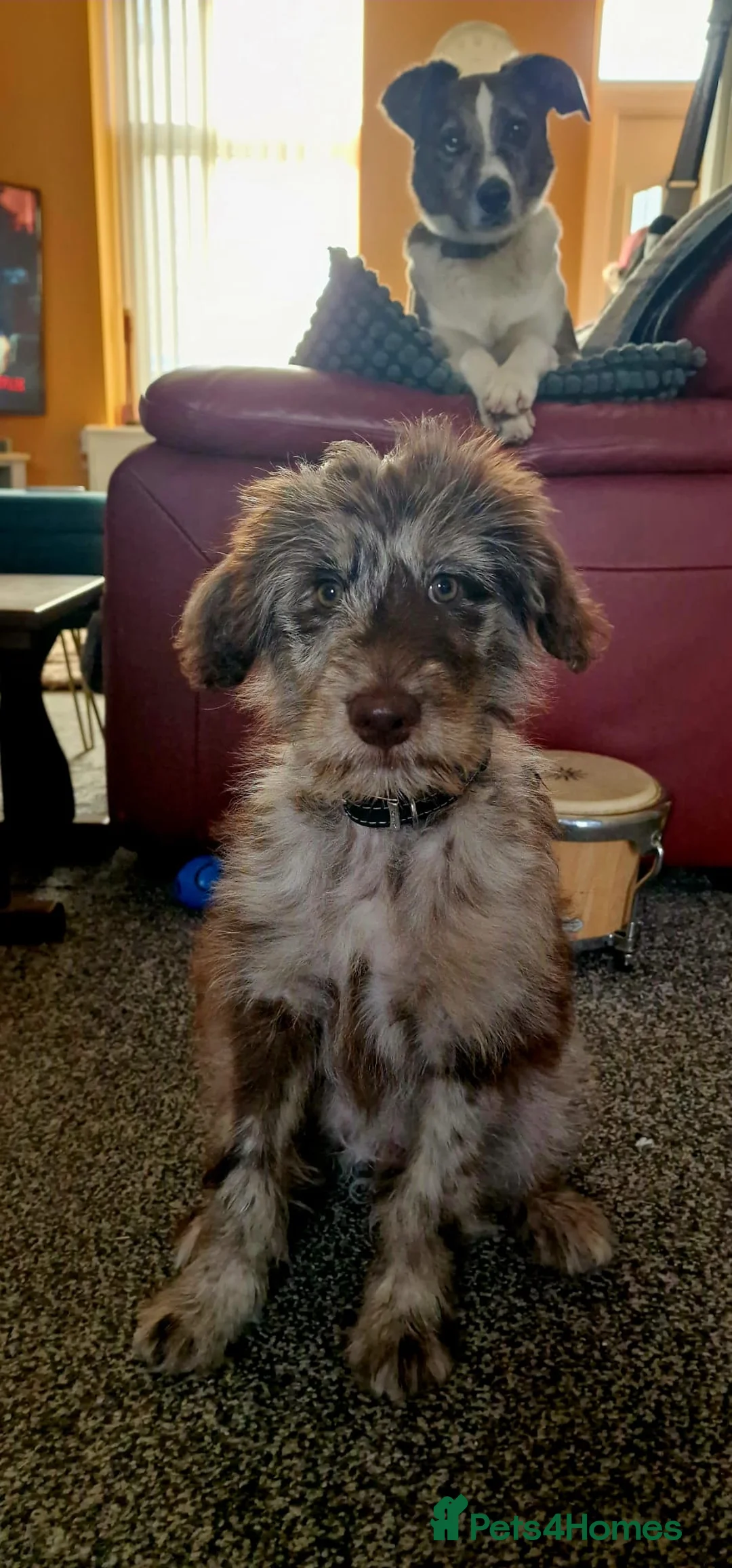 Bordoodle dogs for sale: 🌙☀️Waiting List Open🌙☀️ - Advert 31