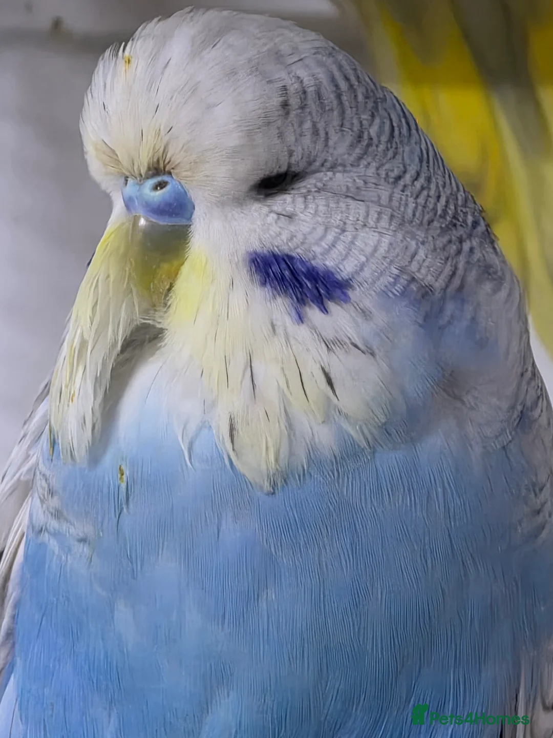 Budgerigars birds for sale: Budgies for sale - Advert 11