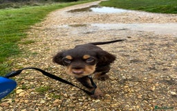 Cocker Spaniel dogs for stud: Dog Breeder - Image 9