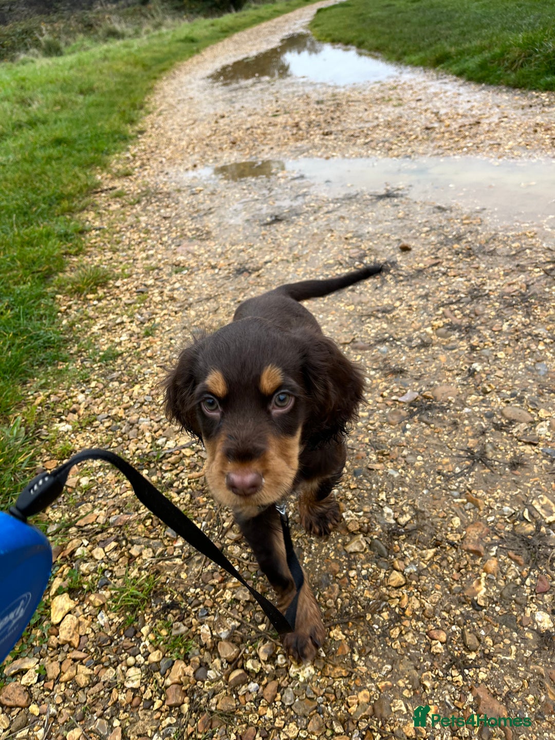 Cocker Spaniel dogs for stud: Dog Breeder - Image 9