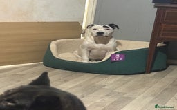 Mixed Breed dogs for sale: Male 7 months old  - Image 2