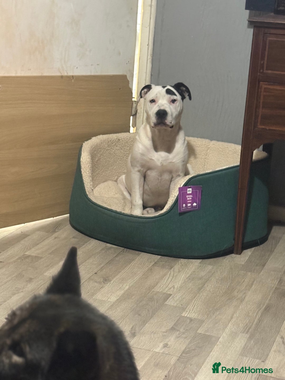 Mixed Breed dogs for sale: Male 7 months old  - Image 2