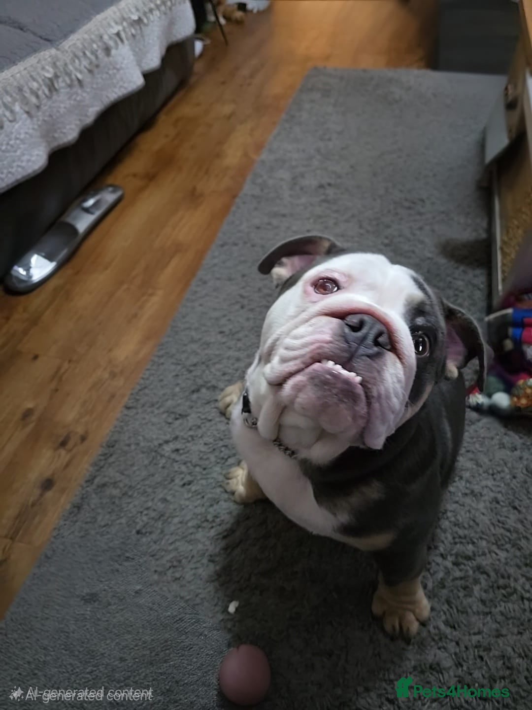 English Bulldog dogs for sale: Tri English bulldog  - Advert 1