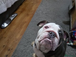 English Bulldog dogs Tri English bulldog - Advert 5