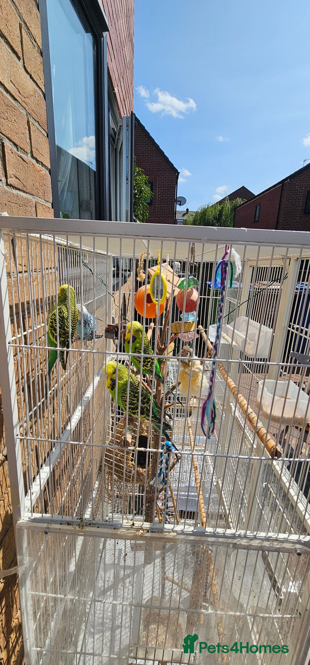 Budgerigars birds for sale: Budgies for sale! Food and 2 cages included! - Image 9