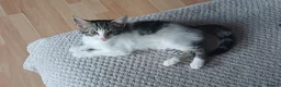 British Shorthair cats for sale: Female kitten - Advert 4