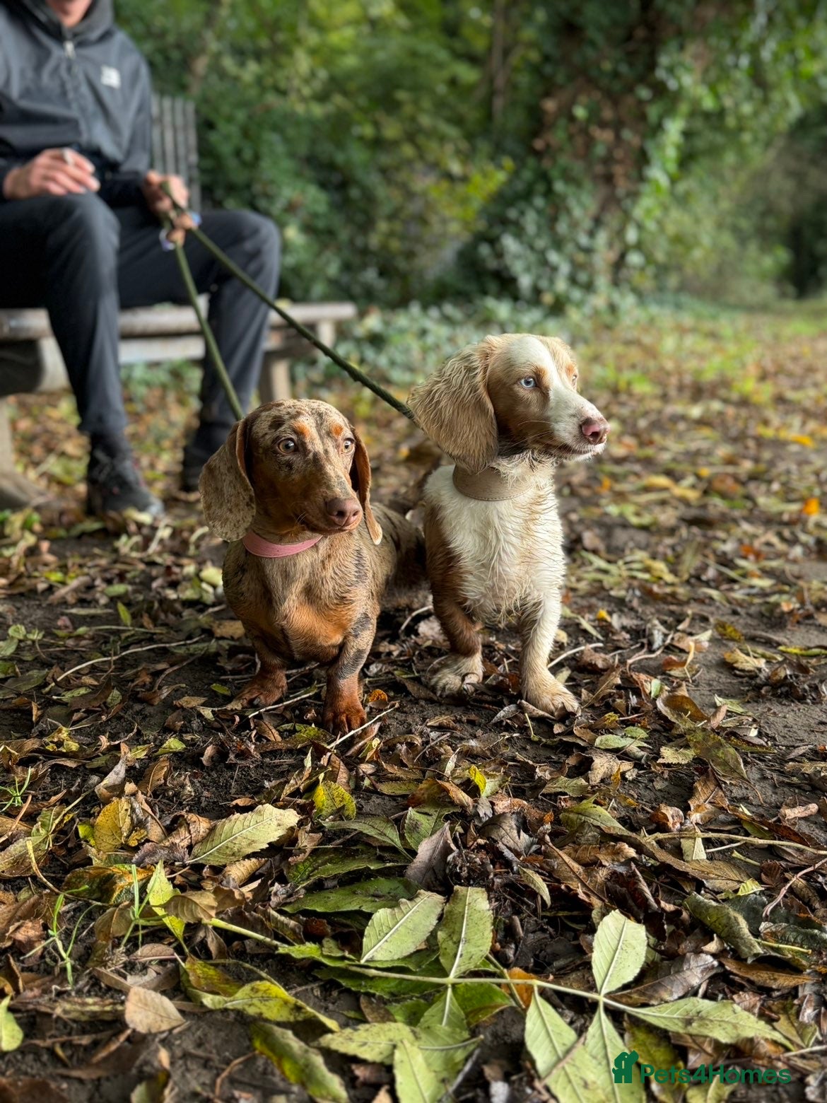 Dachshund dogs Dachshund Puppy’s  - Advert 2
