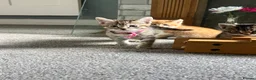 Mixed Breed cats for sale: 4 babys looking for a loving home  - Advert 9