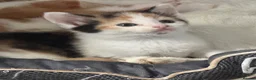 Domestic Shorthair cats for sale: Lovely kittens  - Advert 14