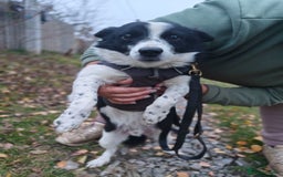 Mixed Breed dogs for adoption: 💙🐶Bobby -3 yo small boy with spirit of lion💙🐶 - Advert 6