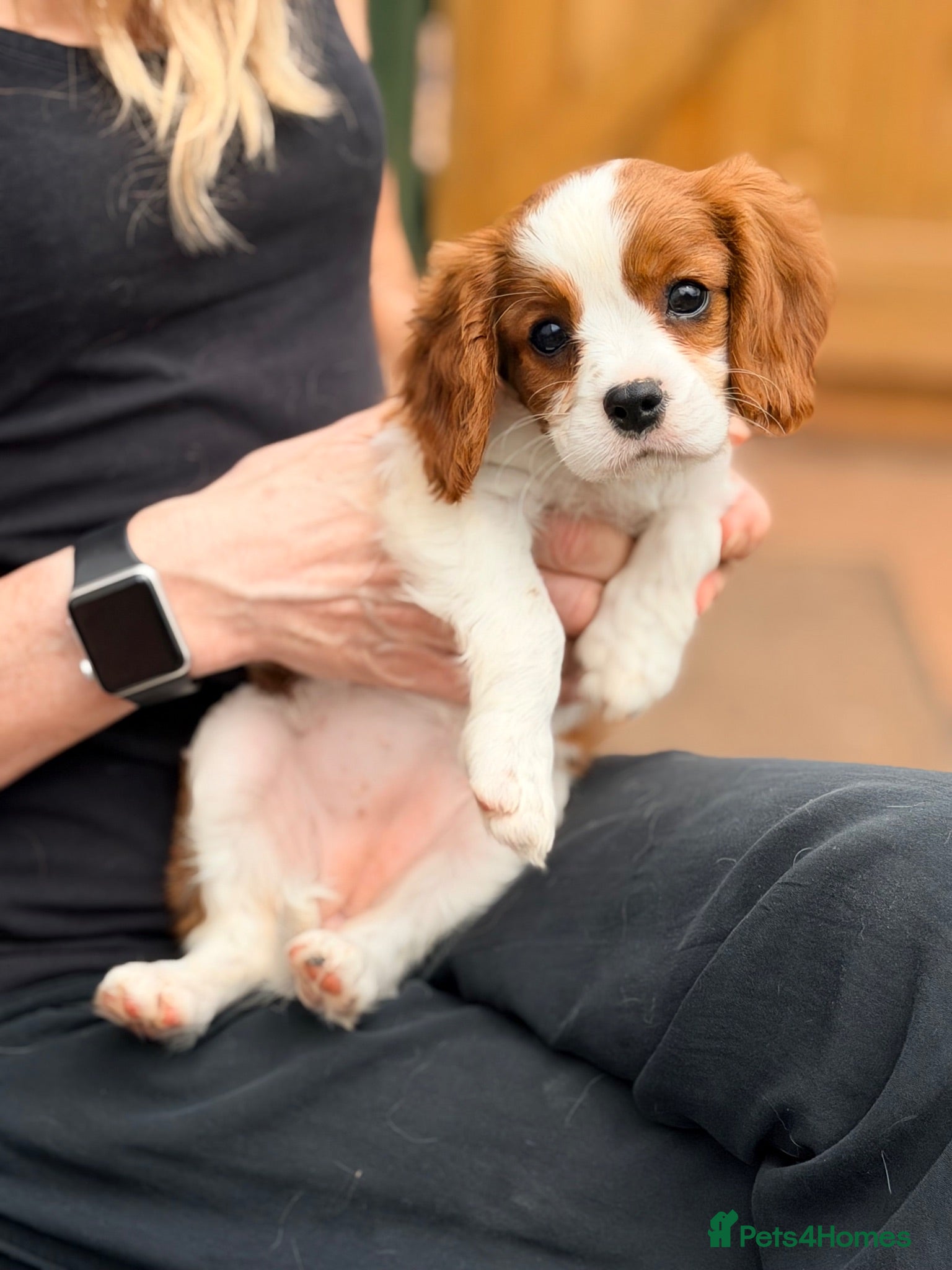Cavalier King Charles Spaniel dogs Beautiful FEMALE KC Reg Cavalier Puppies - Advert 2
