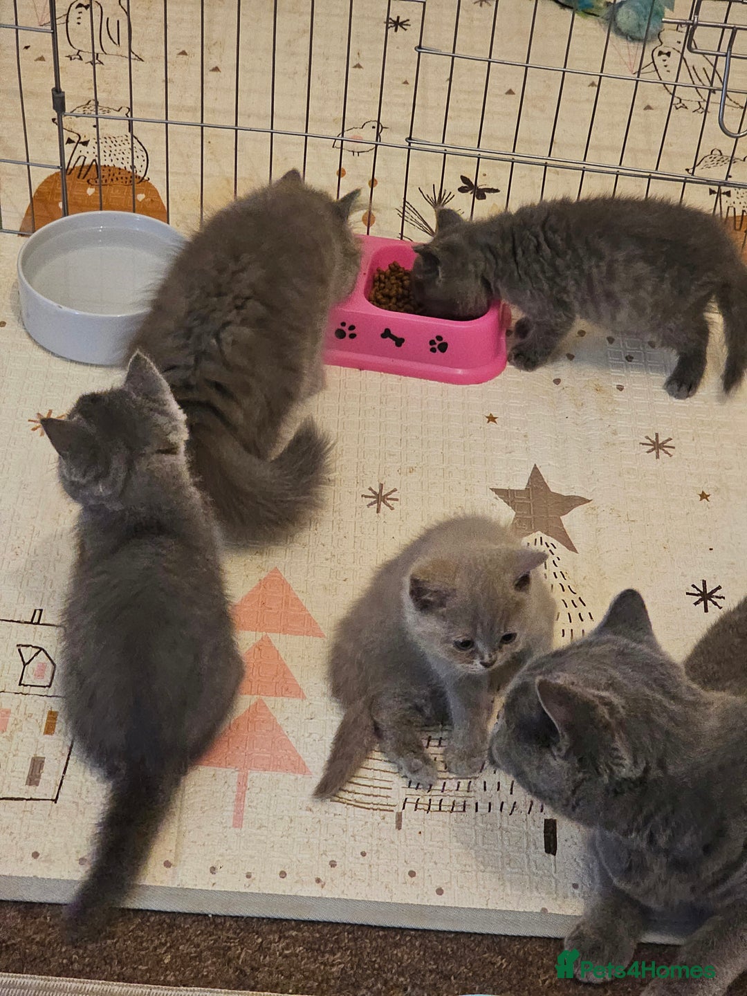 British Shorthair cats for sale: British shorthair and longhair  - Image 12