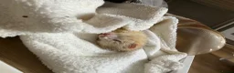 Ferret rodents for sale: Two brother ferrets for sale - Advert 3