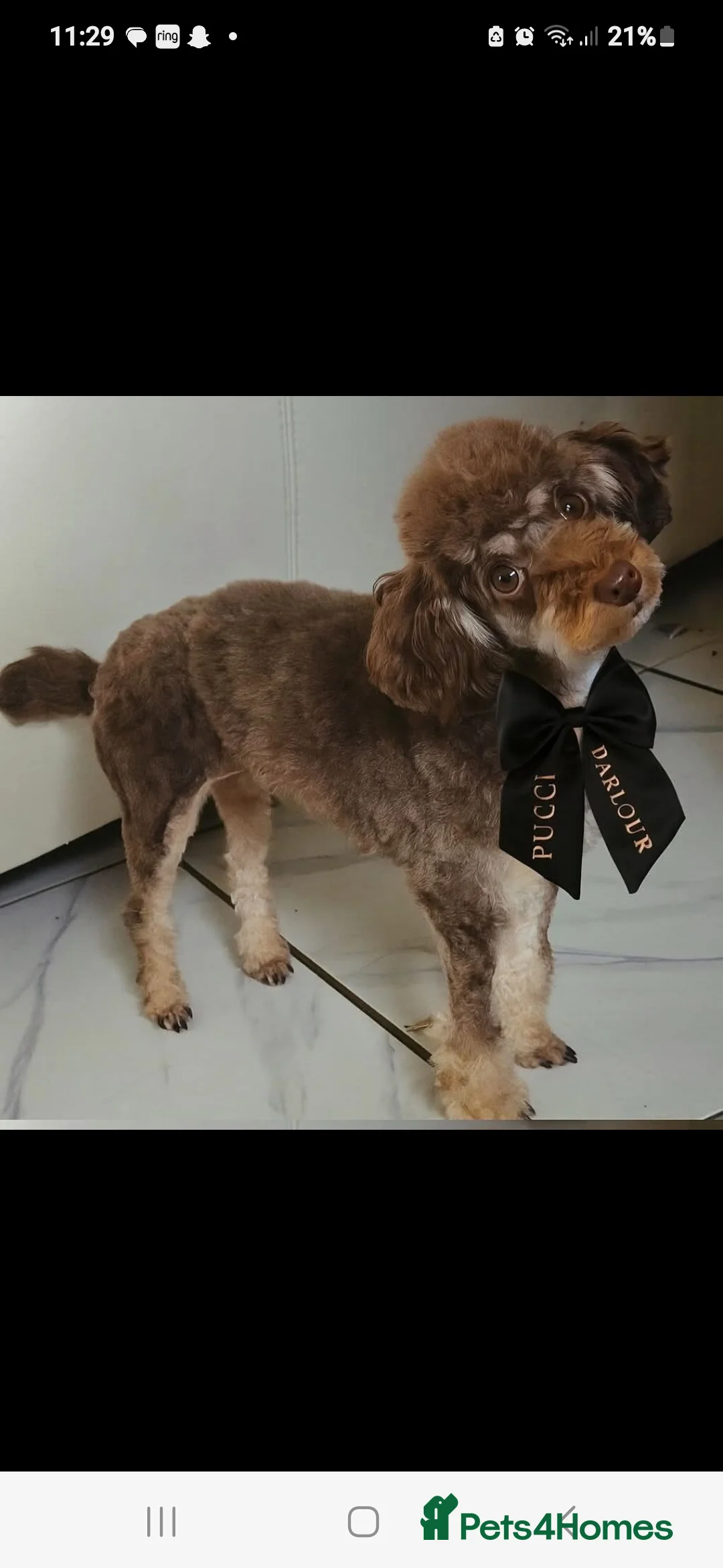 Maltipoo dogs for sale: Exceptional TINY toy🧸 Japanese X Asian Maltipoos - Advert 7