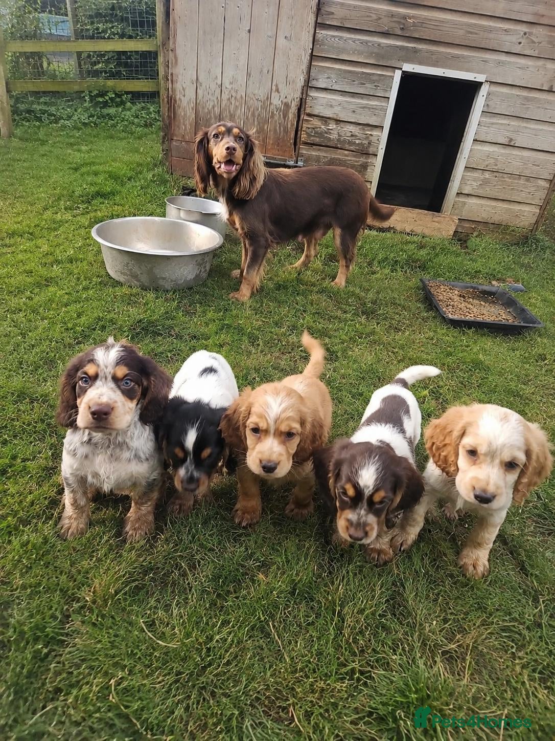 Cocker Spaniel dogs 🐾 Beautiful Working Cocker Spaniel Boys 🐾 - Advert 1