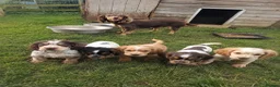 Cocker Spaniel dogs for sale: 🐾 Beautiful Working Cocker Spaniel Boys 🐾 in Cambridge - Advert 1