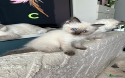 Ragdoll cats for sale: Beautiful Ragdoll kittens - Image 11