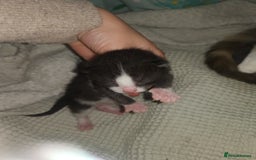 Domestic Shorthair cats for sale: Beautiful litter of kittens - Image 4