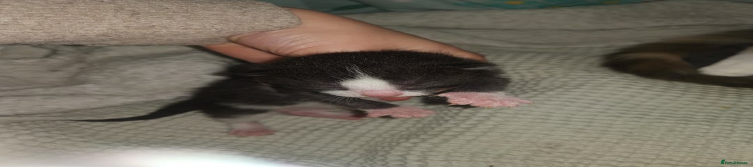 Domestic Shorthair Kitten 1