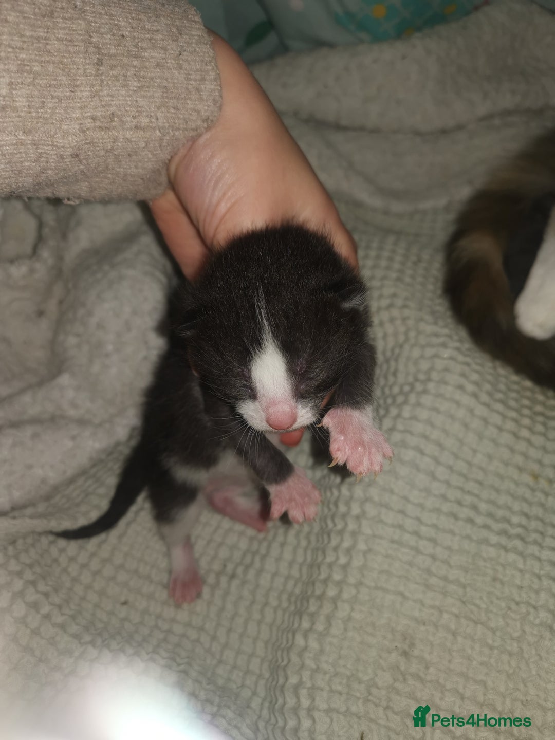 Domestic Shorthair cats for sale: Beautiful litter of kittens - Image 4