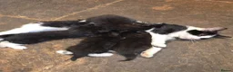 Mixed Breed cats for sale: 4 beautiful kittens for sale.  - Advert 2