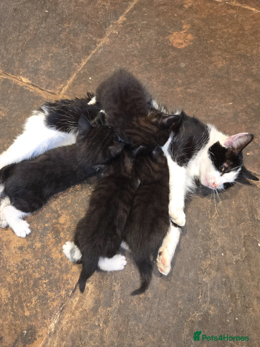 Mixed Breed cats for sale: 4 beautiful kittens for sale.  - Advert 2