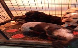 Cocker Spaniel dogs for sale: KC Registered Show type Cocker Spaniels  - Image 9