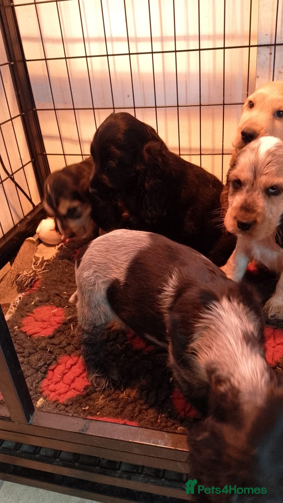 Cocker Spaniel dogs for sale: KC Registered Show type Cocker Spaniels  - Image 9