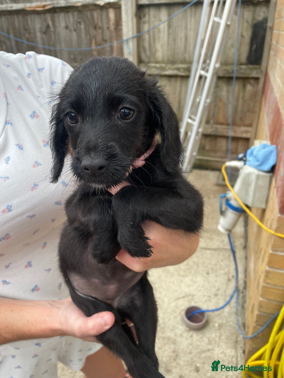 Mixed Breed dogs for sale: Cocker spaniel x lurcher ready to go now !!  - Image 4