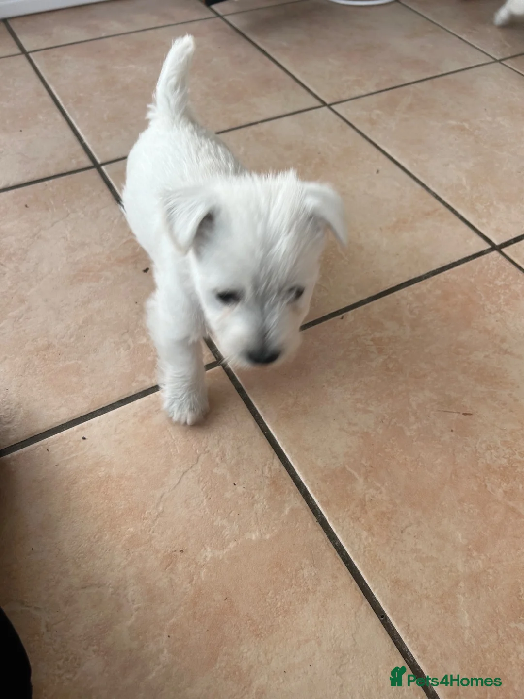 West Highland Terrier dogs for sale: Beautiful litter in Llandysul - Advert 2