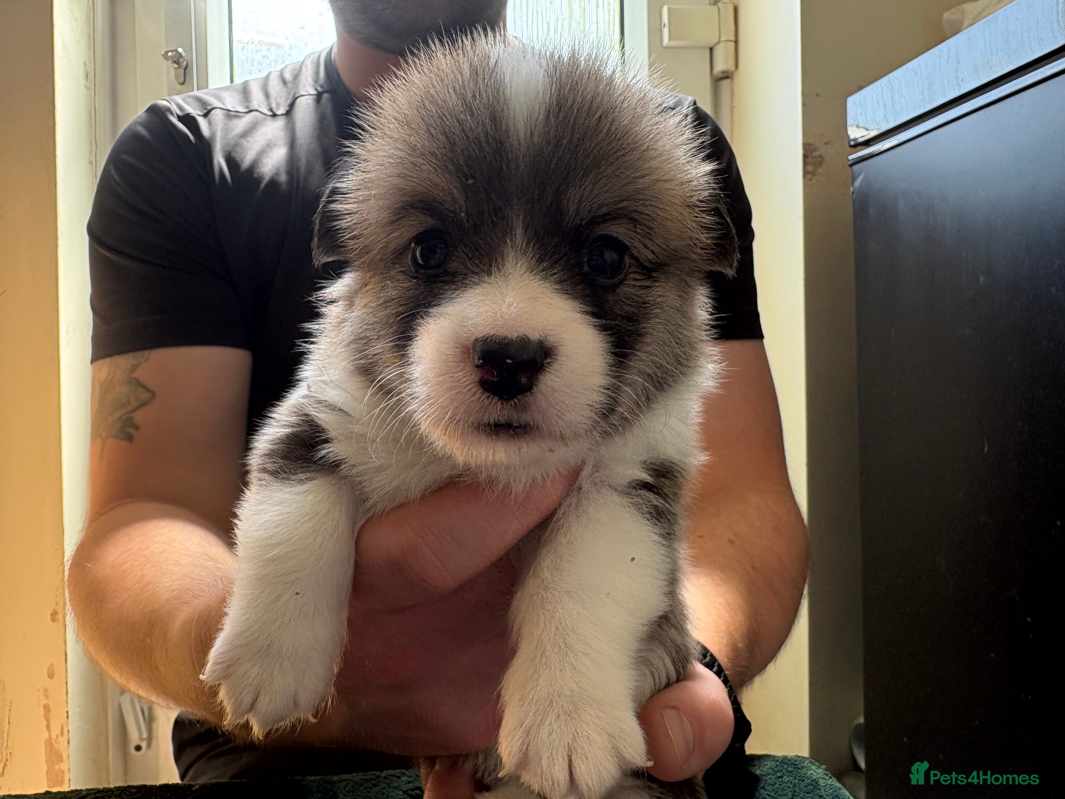 Welsh Corgi Pembroke dogs Welsh corgi (Pembroke) puppies - Advert 2