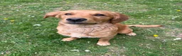 Golden Retriever dogs for sale: Lovely dog puppy - Advert 5