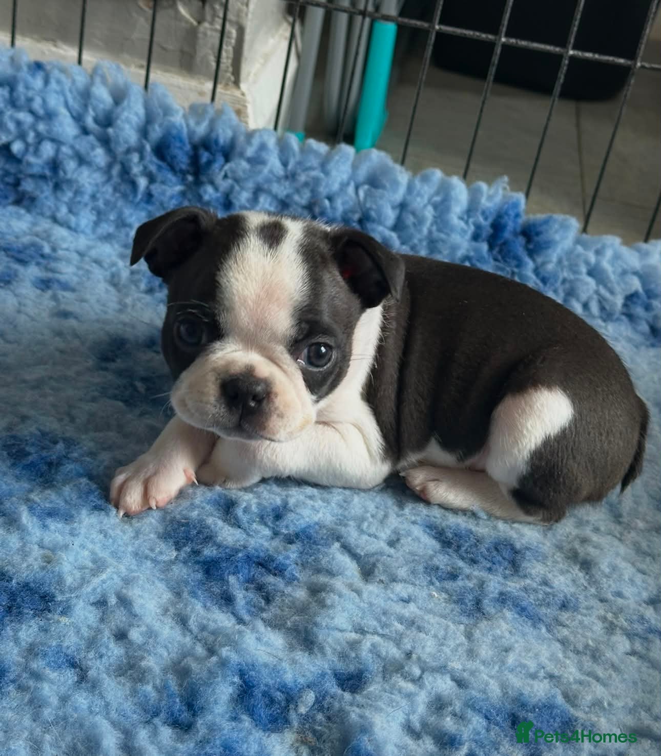Boston Terrier dogs 5 BEAUTIFUL BOSTON TERRIER PUPPIES(2 AVAILABLE) - Advert 5