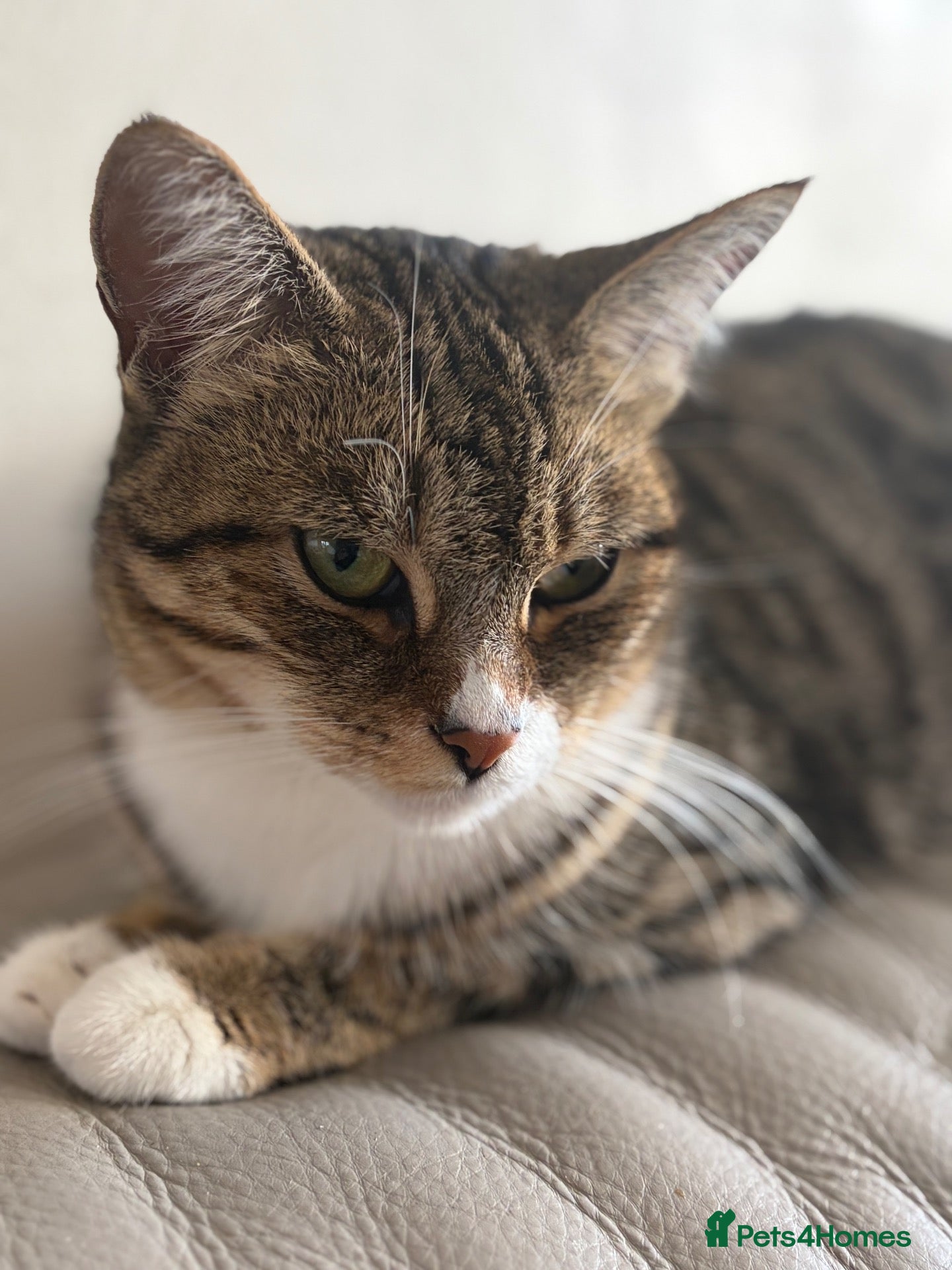 Mixed Breed cats Kittens  - Advert 4