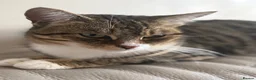 Mixed Breed cats for sale: Kittens  - Advert 1