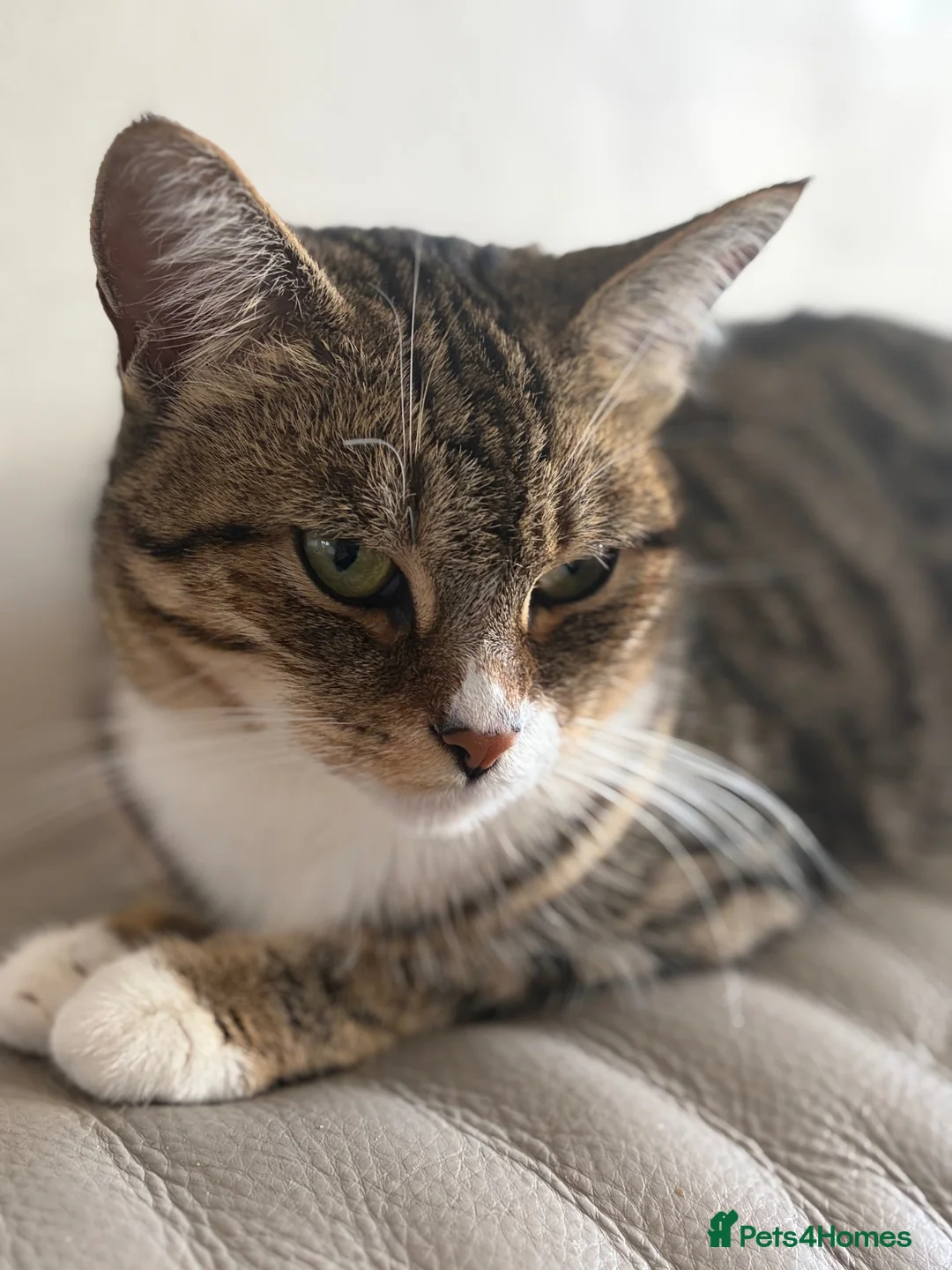 Mixed Breed cats for sale: Kittens  - Advert 1