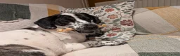 Mixed Breed dogs for sale: Annie is looking for her forever home  in Harlow - Advert 2
