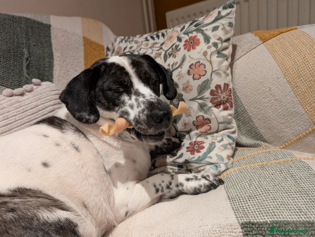 Mixed Breed dogs for sale: Annie is looking for her forever home  in Harlow - Advert 2