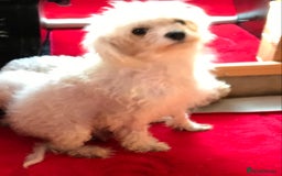 Cavapoo dogs for sale: Cavapoo puppy’s  - Image 5