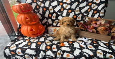 Miniature Poodle dogs - Advert 10