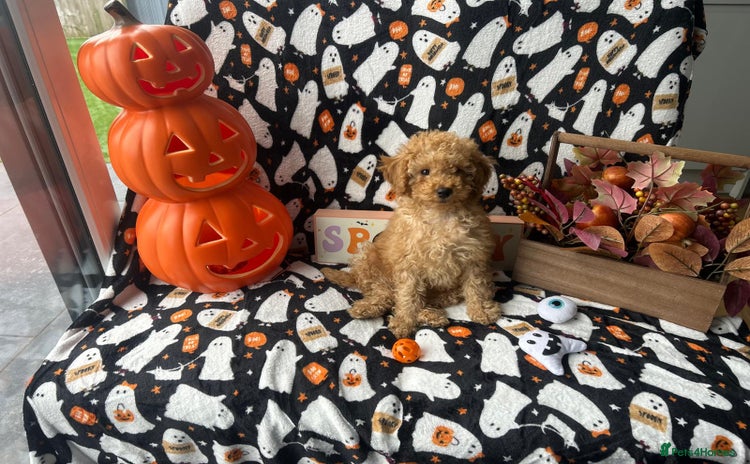 Miniature Poodle dogs - Advert 2